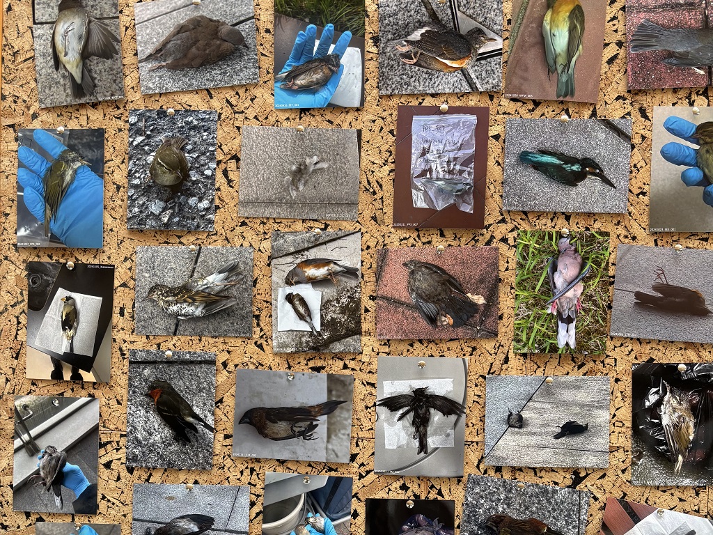 健康與環(huán)境科學(xué)系發(fā)起鳥(niǎo)類碰撞防護(hù)行動(dòng)